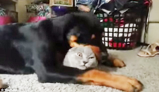 dog and cat